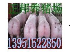 娱乐吃瓜猪衢州,吃瓜群众聚焦猪界风云