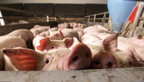 娱乐吃瓜猪衢州,吃瓜群众聚焦猪界风云