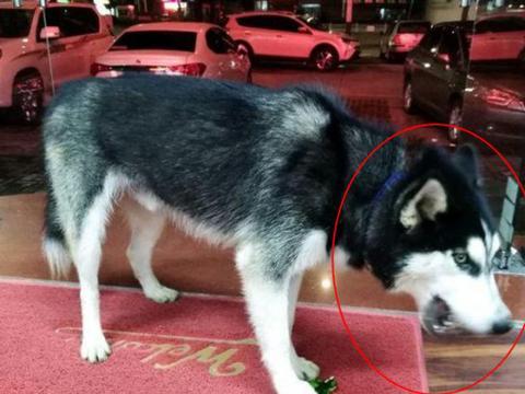 二哈吃瓜娱乐,揭秘娱乐圈那些不为人知的幕后故事