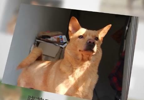 娱乐吃瓜酱中华田园犬,揭秘中华田园犬的趣味生活